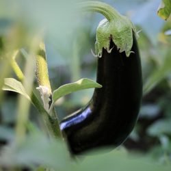 egg-plant-