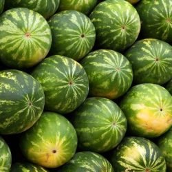 watermelons-2636_640